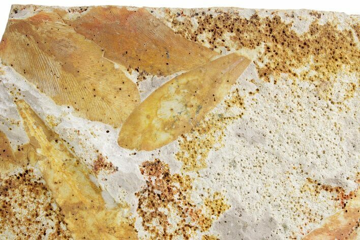 Fossil Seed Fern (Glossopteris) Plate - Australia #358523